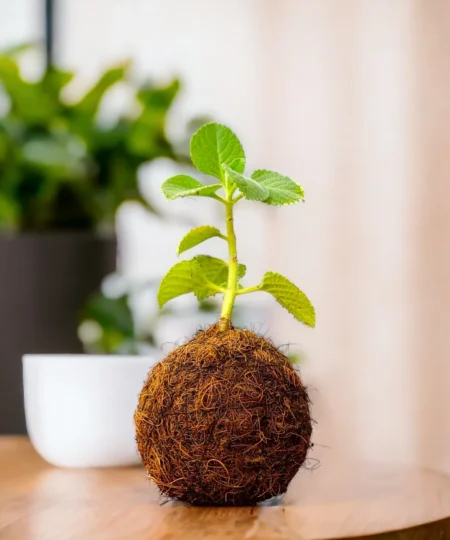 Kokedama- MoneyPlant