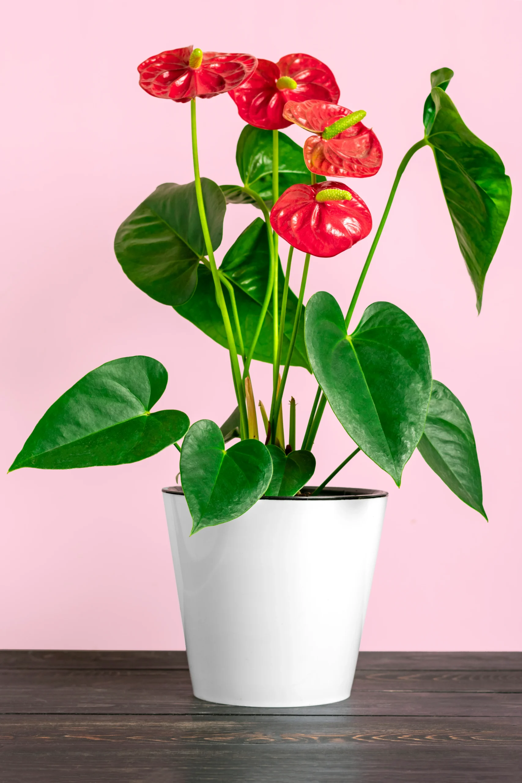 anthurium