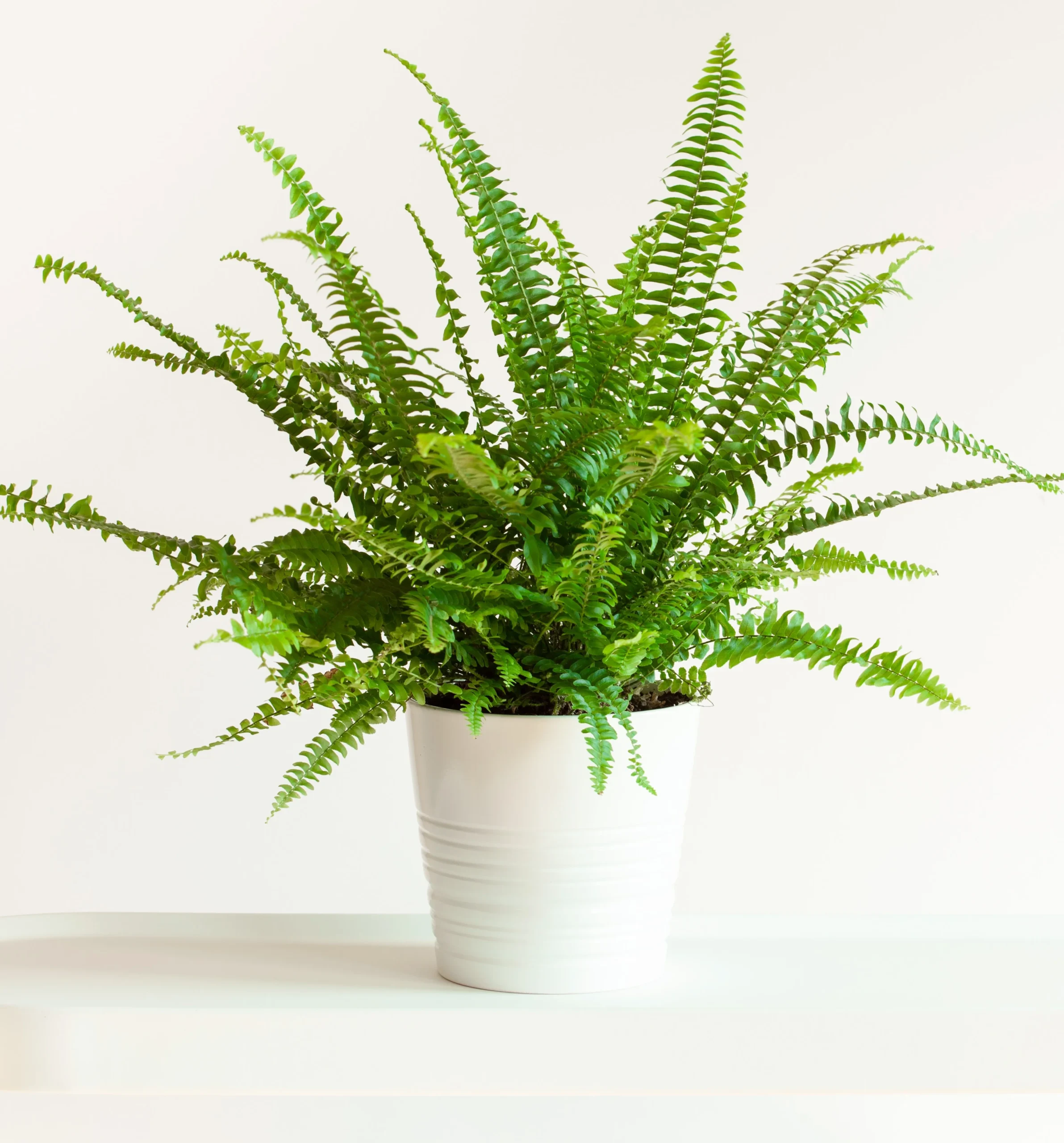 boston-fern