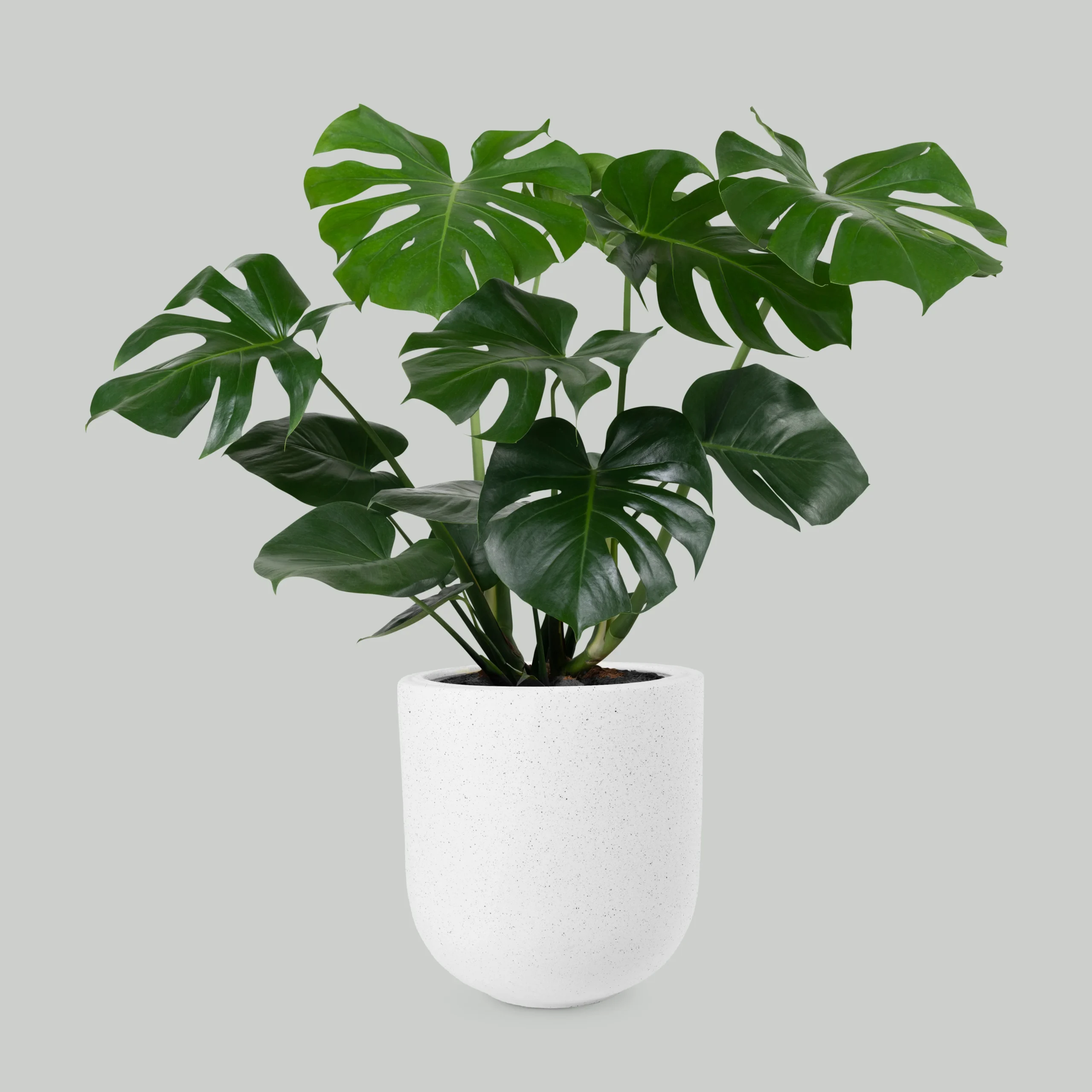 monstera-deliciosa-plant-pot