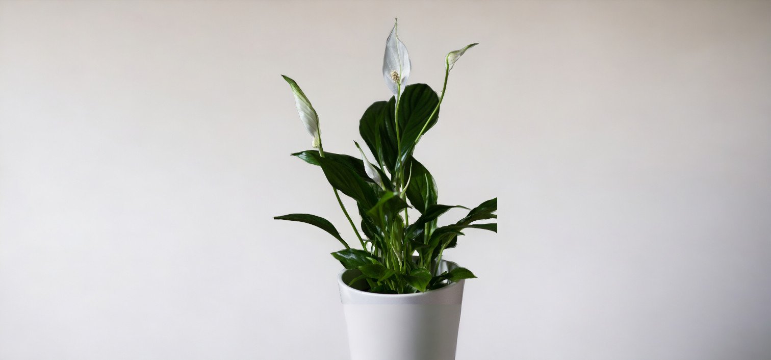 peace-lily