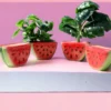 watermelon ceramic pot | set of 4
