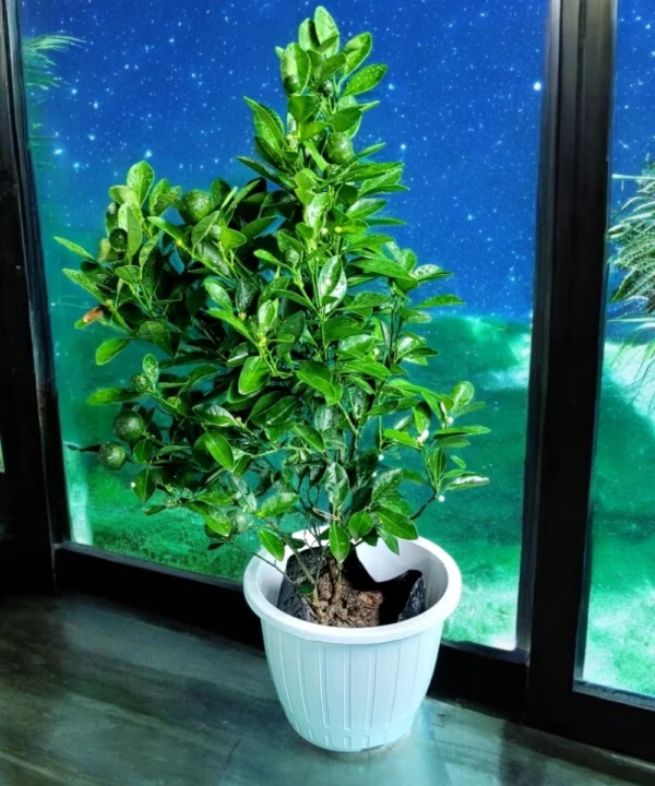 Citrus Japonica