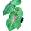 Classic caladium