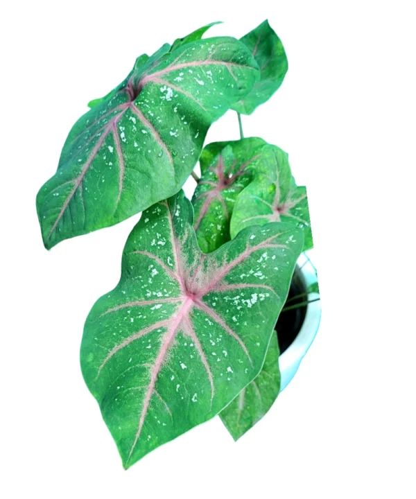 Classic caladium