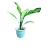 Aglaonema plant