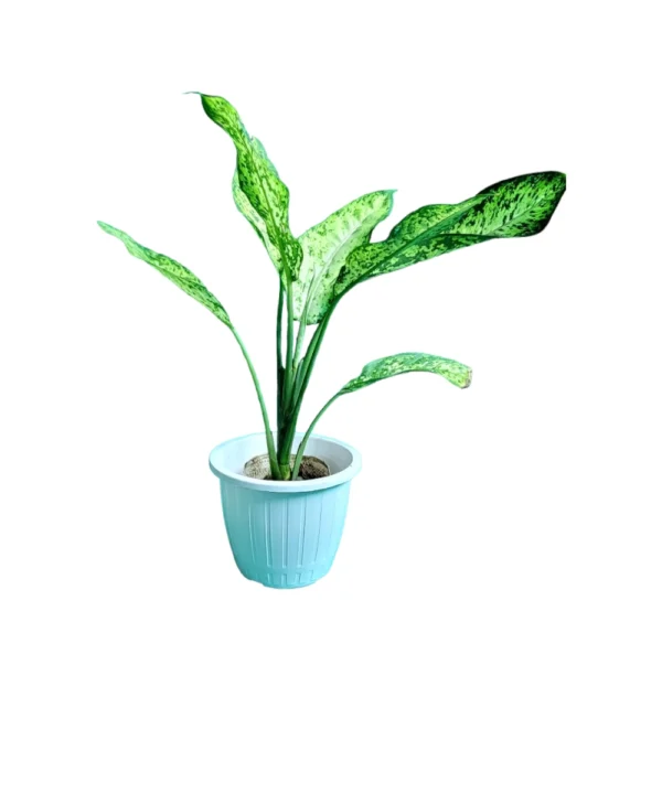 Aglaonema plant