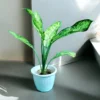 Aglaonema plant