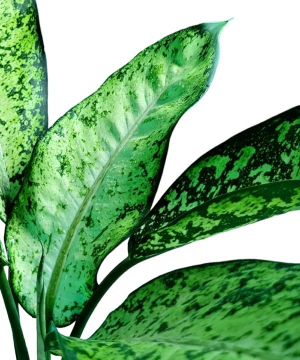 Aglaonema plant