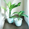 Aglaonema plant