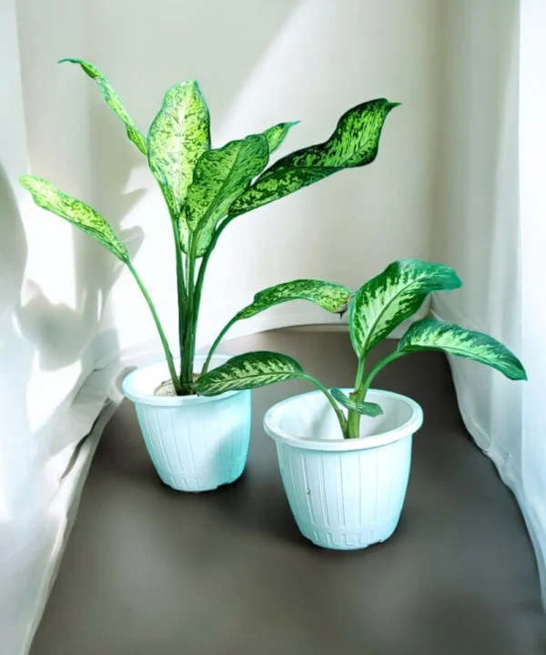 Aglaonema plant