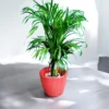 Areca palm