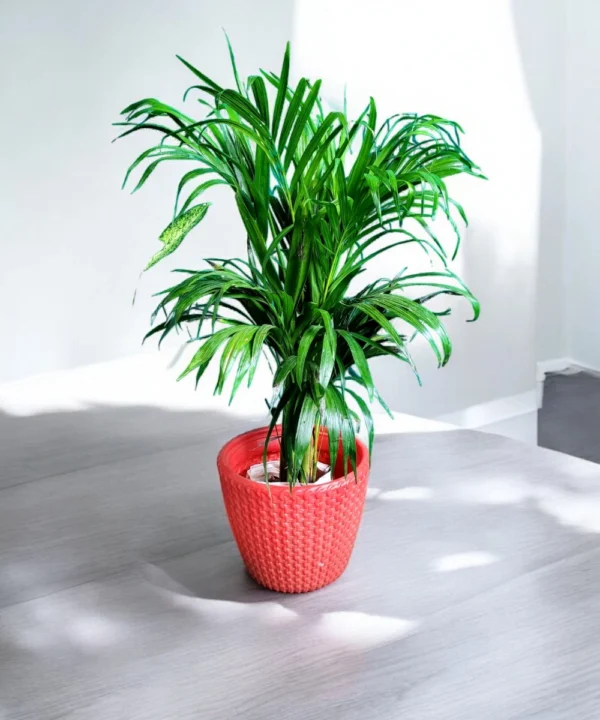 Areca palm