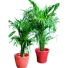 Areca palm