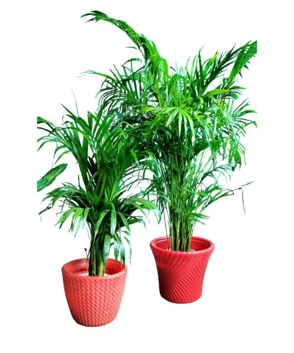 Areca palm