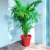 Areca palm