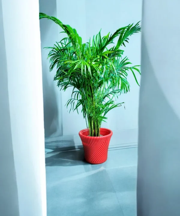 Areca palm