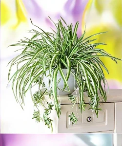 Spider-plant