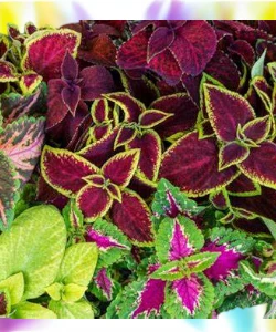 Coleus